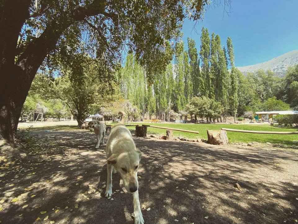 Perros caminando bajo los árboles en Camping La Isla